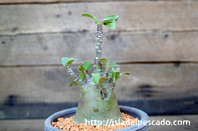 isla del pescado - Adenium arabicum cv. 'BlackSkin