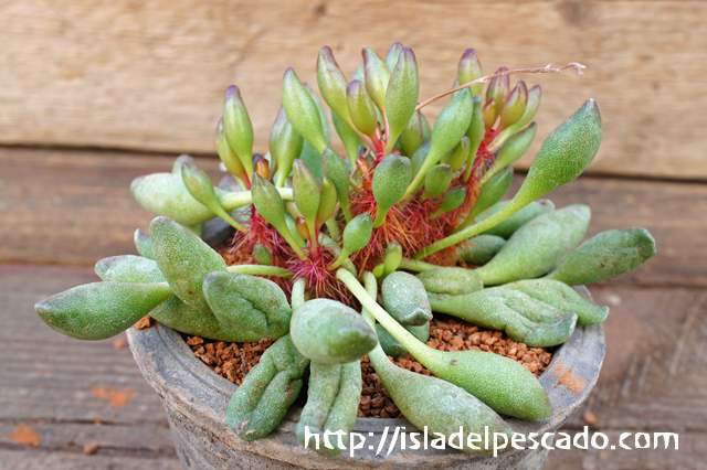 isla del pescado - Adromischus cristatus var. clavifolius-赤棍棒