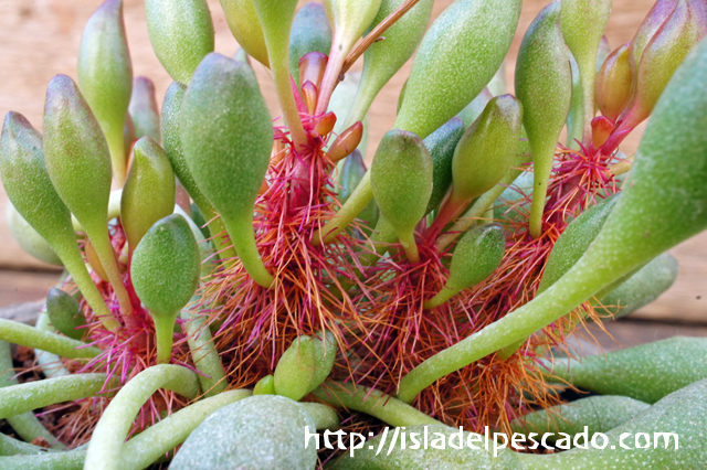 isla del pescado - Adromischus cristatus var. clavifolius-赤棍棒