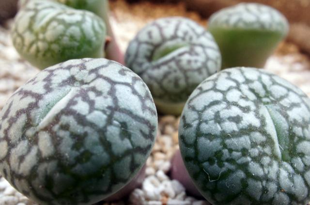 isla del pescado - Conophytum wittebergense-コノフィツム