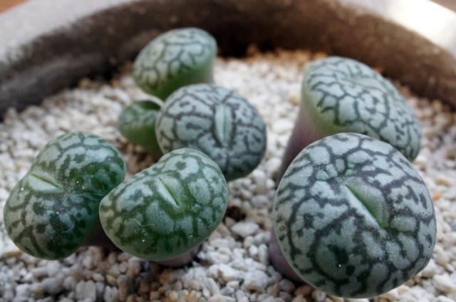 isla del pescado - Conophytum wittebergense-コノフィツム