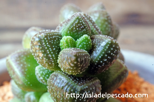 isla del pescado - Crassula sericea var. hottentotta