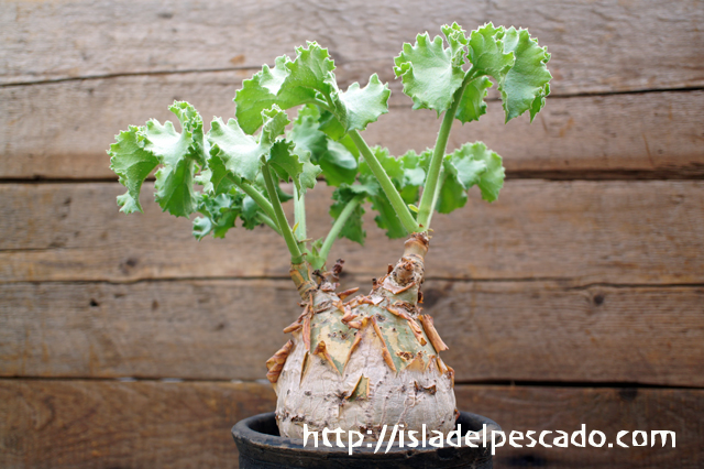 キフォステンマ ウター マクロプス - 植物/観葉植物