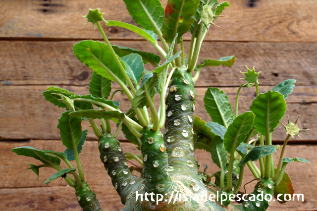 isla del pescado - Dorstenia foetida-ドルステニア・フォエチダ