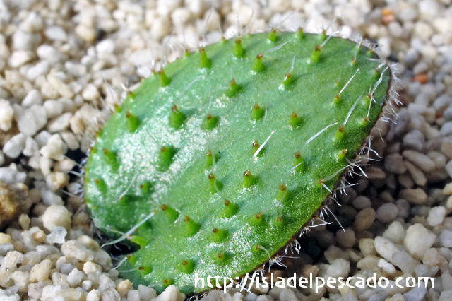 サボテン希少 霧氷玉 Eriospermum erinum エリオスペルマム エリナム