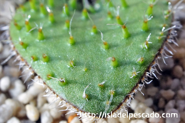 サボテン希少 霧氷玉 Eriospermum erinum エリオスペルマム エリナム