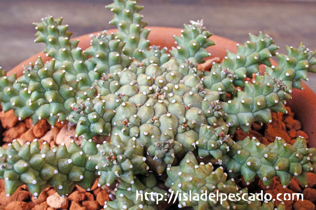 isla del pescado - Euphorbia atroviridis-ユーフォルビア・アトロ