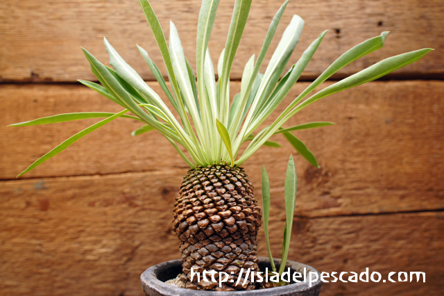 isla del pescado - Euphorbia bupleurifolia-鉄甲丸