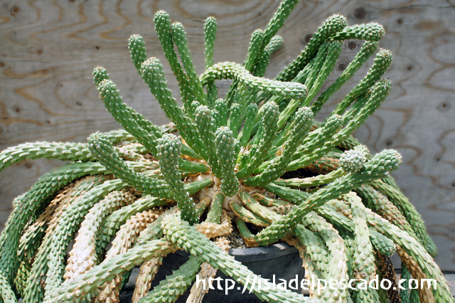 isla del pescado - Euphorbia caput-medusae-天荒竜