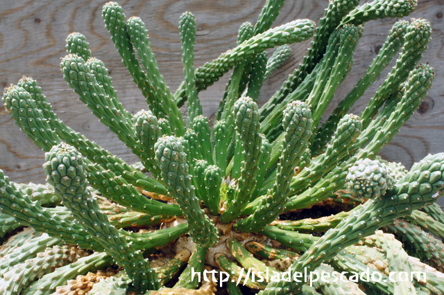 isla del pescado - Euphorbia caput-medusae-天荒竜