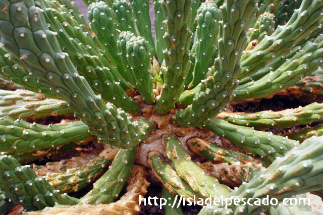 isla del pescado - Euphorbia caput-medusae-天荒竜