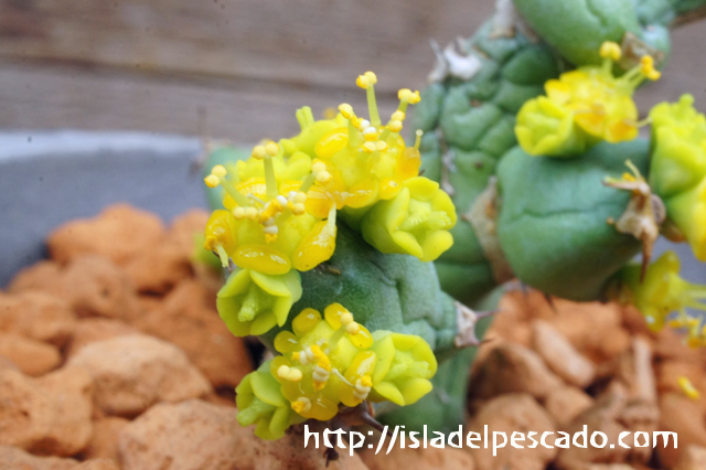 isla del pescado - Euphorbia clivicola-ユーフォルビア・クリビコラ