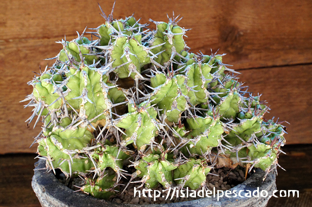 isla del pescado - Euphorbia mitriformis-ユーフォルビア