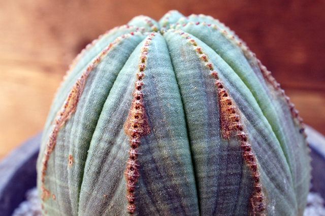 isla del pescado - Euphorbia obesa-ユーフォルビア・オベサ