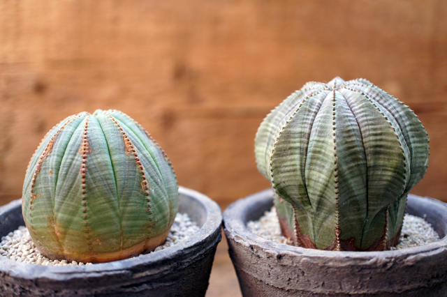 isla del pescado - Euphorbia obesa-ユーフォルビア・オベサ