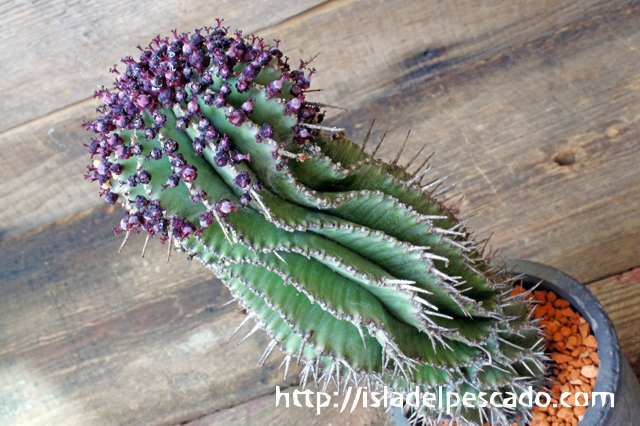 isla del pescado - Euphorbia polygona-ユーフォルビア・ポリゴナ