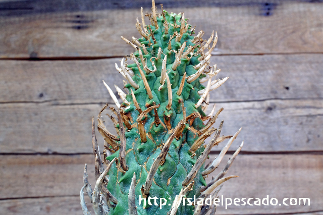 isla del pescado - Euphorbia schoenlandii-闘牛角