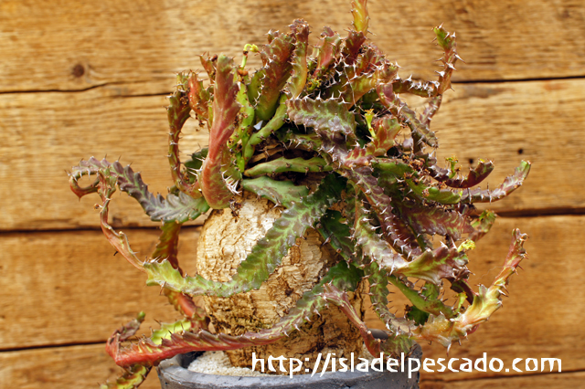 isla del pescado - Euphorbia stellata-飛竜