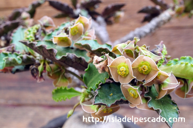 isla del pescado - Euphorbia suzannae-marnierae-ユーフォルビア 