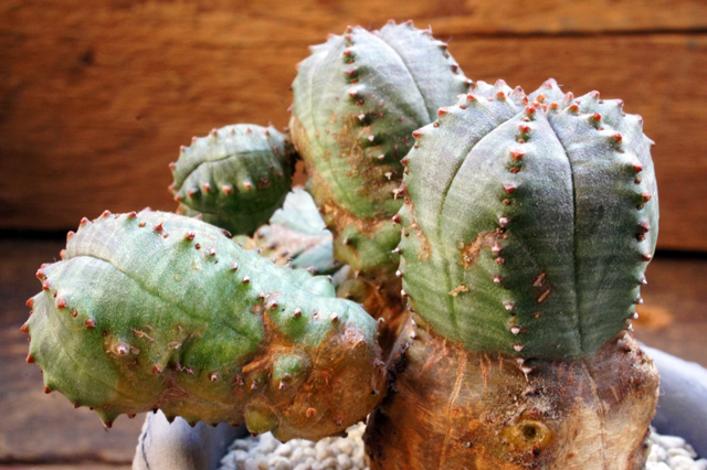 isla del pescado - Euphorbia × 'pseudobesa'-ユーフォルビア