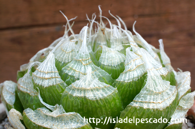 isla del pescado - Haworthia lockwoodii-ハオルチア・ロックウッディー