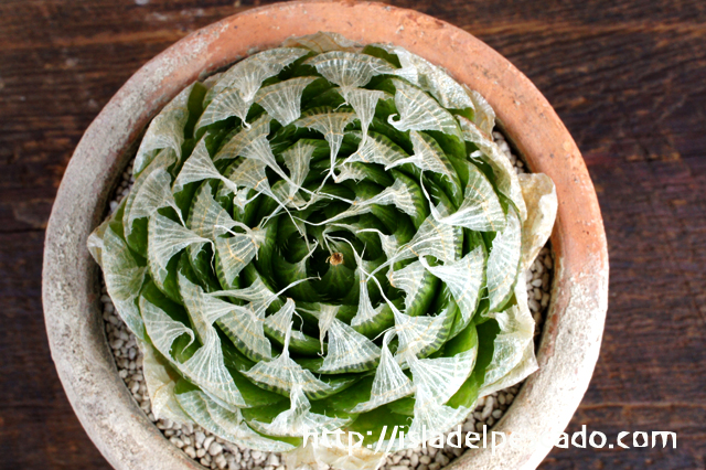 isla del pescado - Haworthia lockwoodii-ハオルチア・ロックウッディー