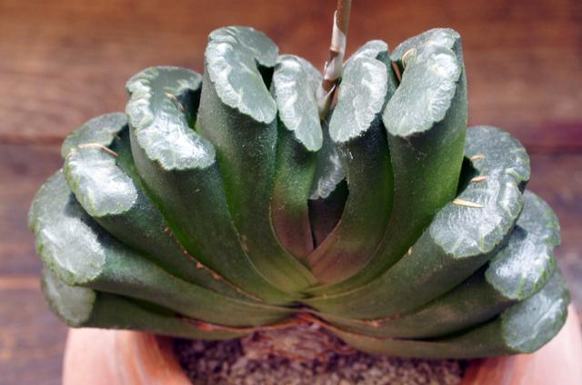 isla del pescado - Haworthia truncata-玉扇