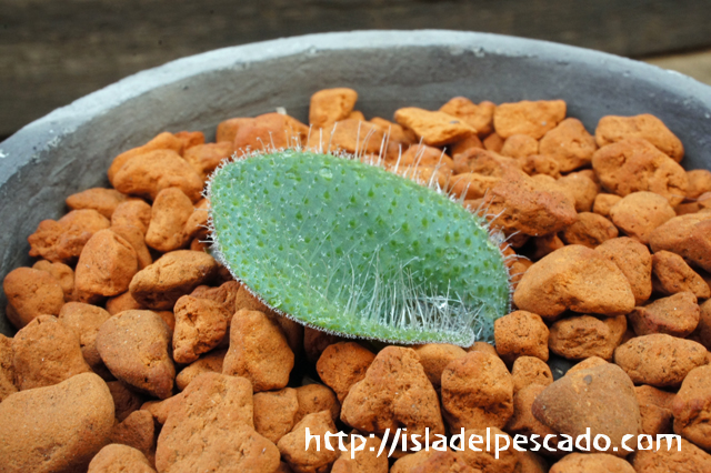 isla del pescado - Lachenalia trichophylla-ラケナリア・トリコフィラ