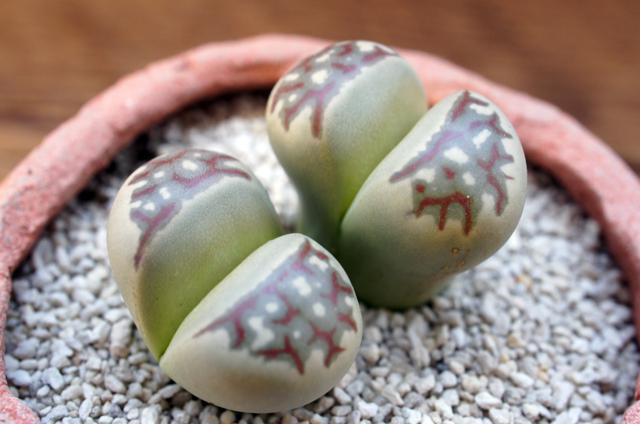 isla del pescado - Lithops dorotheae C300-麗虹玉