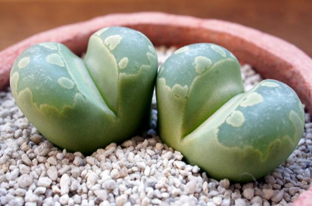 isla del pescado - Lithops otzeniana C350-大津絵