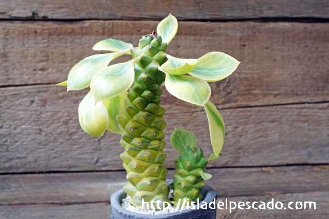 isla del pescado - Monadenium ritchiei f. variegata-モナデニウム