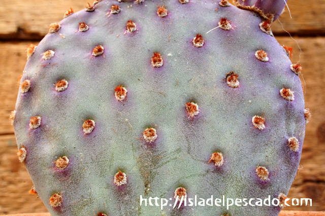 isla del pescado - Opuntia basilaris var. caudata-オプンチア