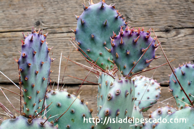 isla del pescado - Opuntia violacea-オプンチア・ビオラケア