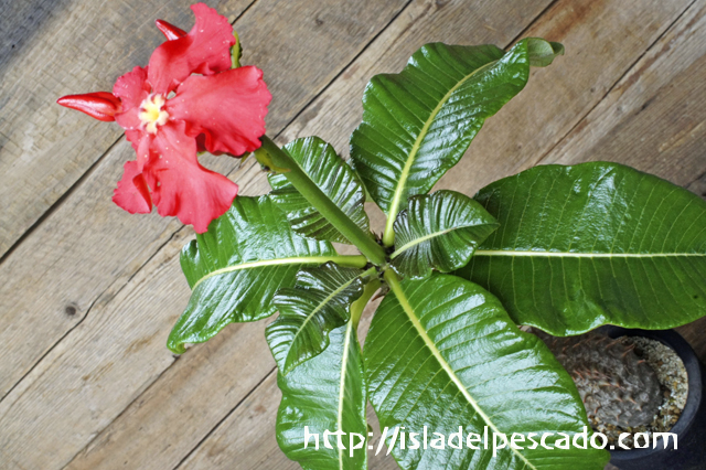 isla del pescado - Pachypodium baronii-パキポディウム・バロニー