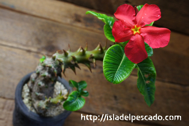 isla del pescado - Pachypodium baronii var. windsorii 