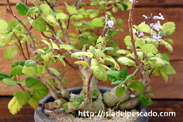 isla del pescado - Plectranthus ernstii-プレクトランサス・エルン