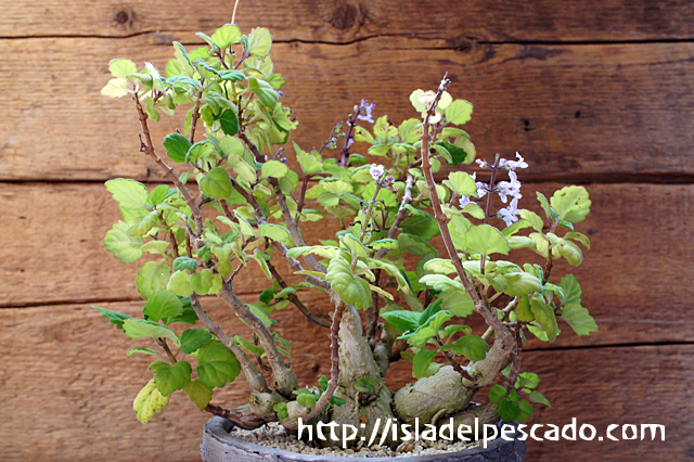 isla del pescado - Plectranthus ernstii-プレクトランサス・エルン