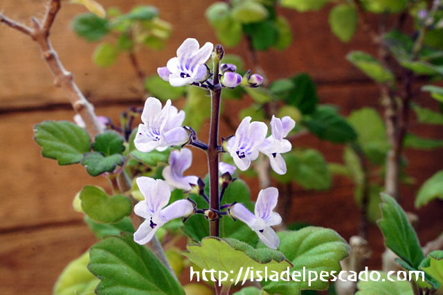 isla del pescado - Plectranthus ernstii-プレクトランサス・エルン