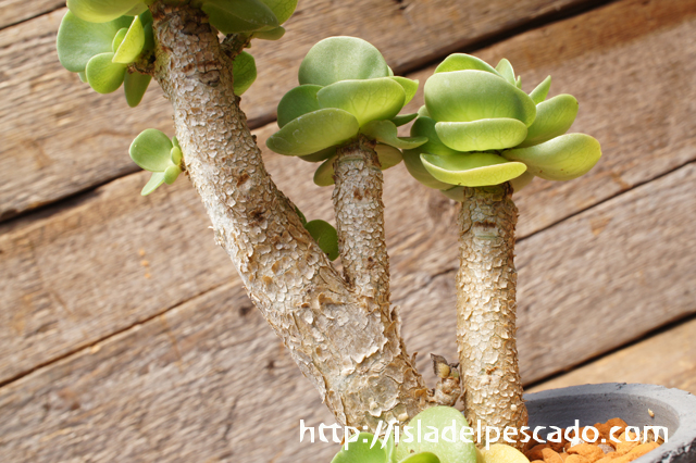 isla del pescado - Portulaca molokiniensis-ポーチュラカ・モロキニ