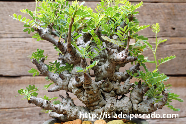 センナメリディオナリス 塊根植物 灌木 挿し木 - 植物/観葉植物