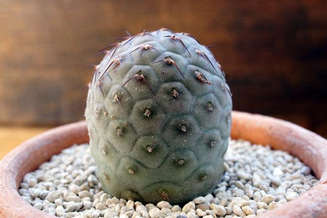 isla del pescado - Tephrocactus geometricus-テフロカクタス・ゲオ