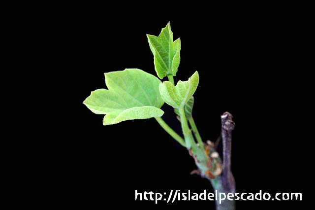 ソマリア産】Adenia aculeata アデニア アクレアータ ① 塊根植物