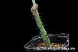 Adenia aculeata アデニア・アクレアータ
