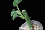 Adenia keramanthus アデニア・ケラマンサス