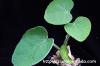 Adenia keramanthus アデニア・ケラマンサス image_1