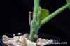 Adenia keramanthus アデニア・ケラマンサス image_4
