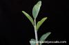 Adenia pechuelii アデニア・ペチュエリー image_3