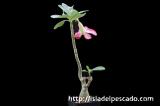 Adenium arabicum アデニウム・アラビクム