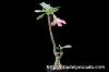 Adenium arabicum アデニウム・アラビクム image_1