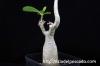 Adenium arabicum アデニウム・アラビクム image_2